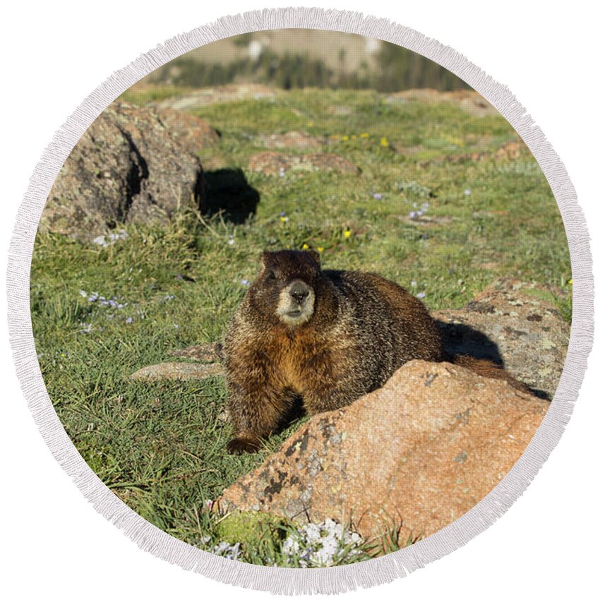 Rocky Round Beach Towel featuring the photograph Marmot by Sean Allen