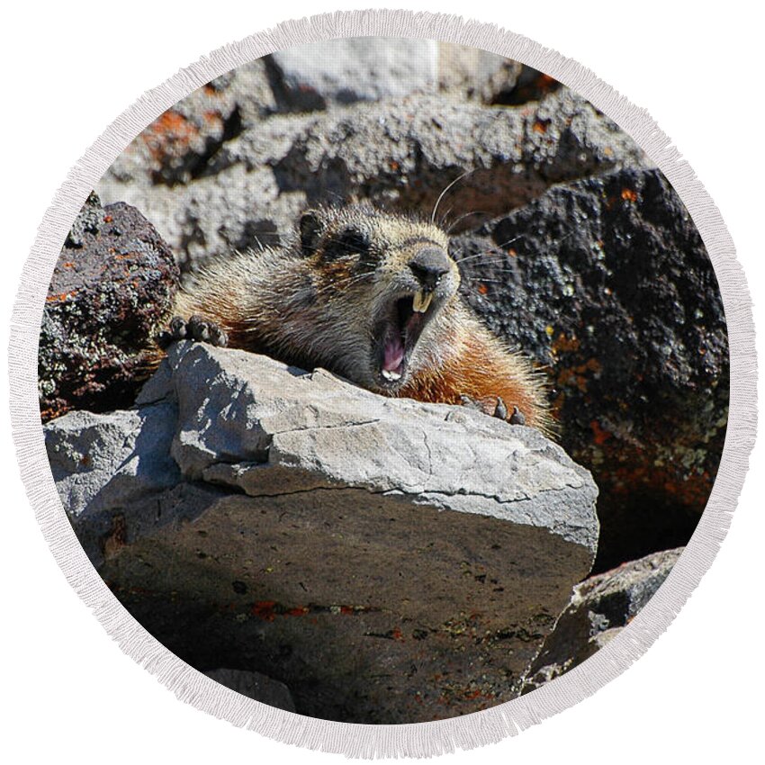 Mt. Washburn Round Beach Towel featuring the photograph Marmot Yawning by Joan Wallner