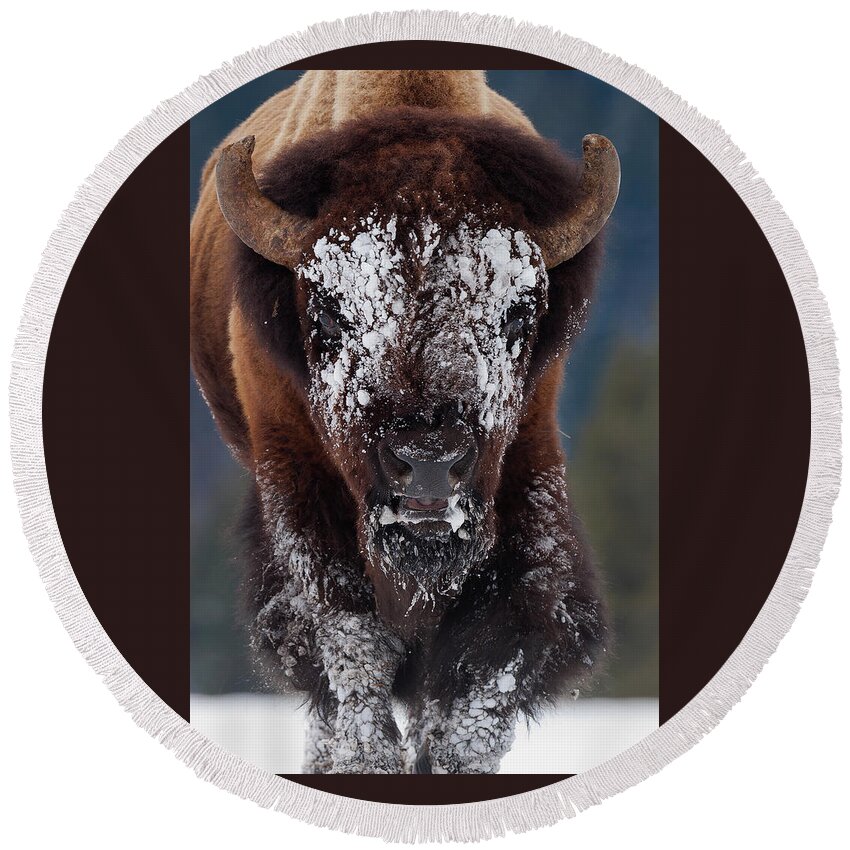 Mark Miller Photos Round Beach Towel featuring the photograph Masked Bison II by Mark Miller