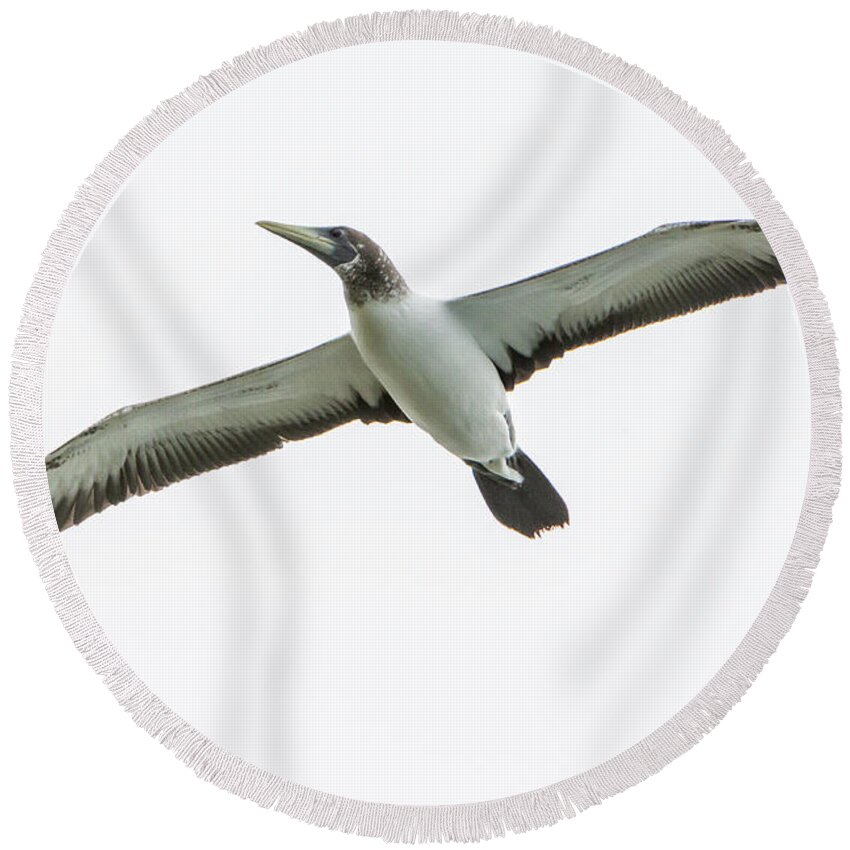 Bird Round Beach Towel featuring the photograph Masked Booby 02 by Werner Padarin