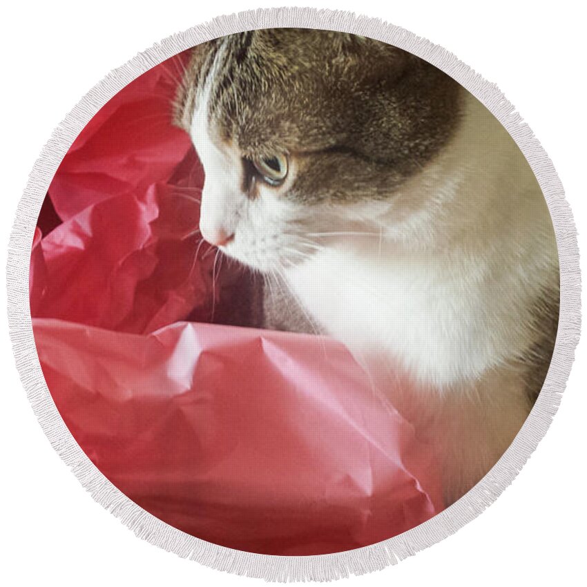 Cat Round Beach Towel featuring the photograph Max In A Box by Jennifer Kohler