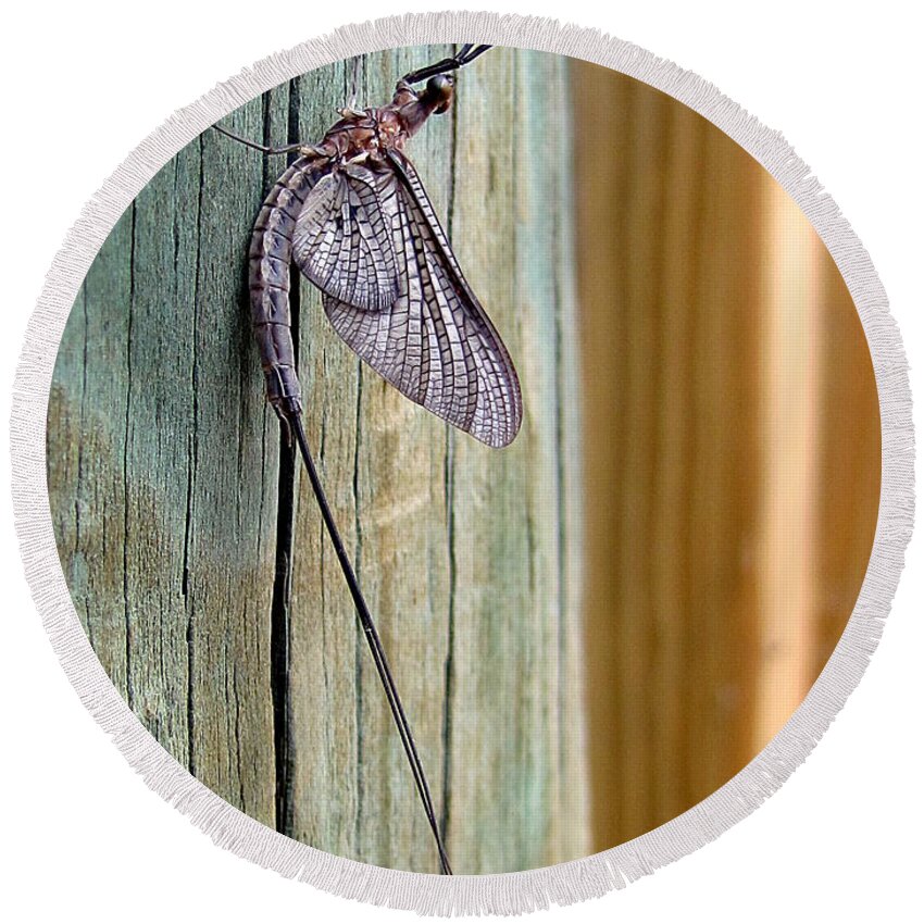 Macro Photography Round Beach Towel featuring the photograph Mayfly 001 by Christopher Mercer
