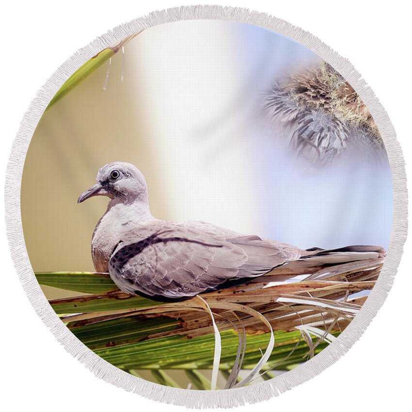 Dove Chicks Round Beach Towel featuring the photograph Me all grown up 01 by Kevin Chippindall