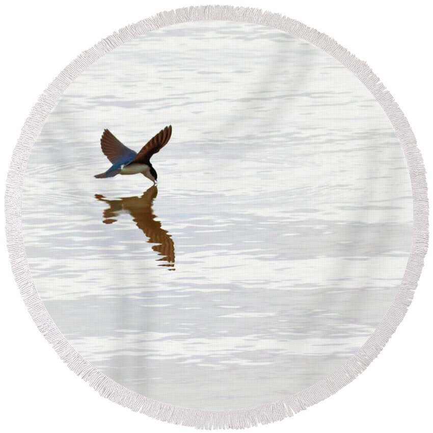 Tree Swallow Round Beach Towel featuring the photograph Me and My Shadow by Susan Rissi Tregoning
