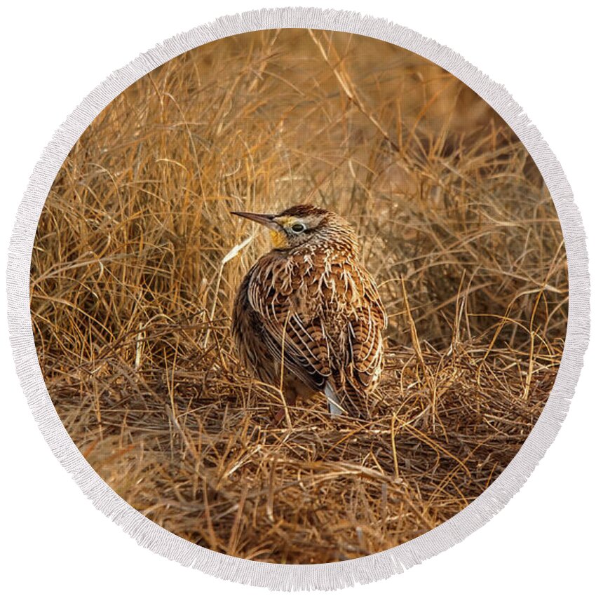 Animal Round Beach Towel featuring the photograph Meadowlark Hiding In Grass by Robert Frederick