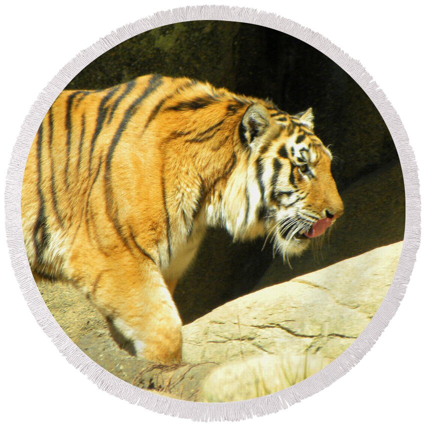 Tiger Round Beach Towel featuring the photograph Meal Time by Sandi OReilly