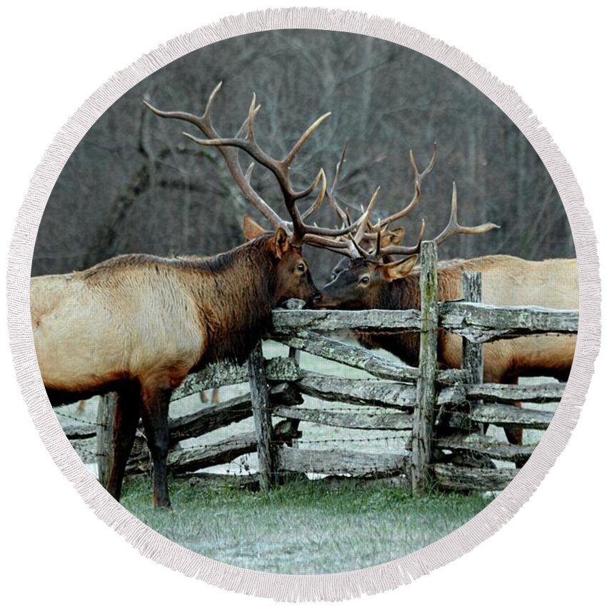 Bull Elk Round Beach Towel featuring the photograph Meeting Of the Minds by Carol Montoya