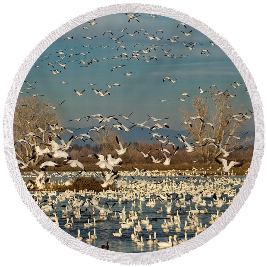 Snow Geese Round Beach Towel featuring the photograph Migrating Snow Geese in Winter by Kathleen Bishop
