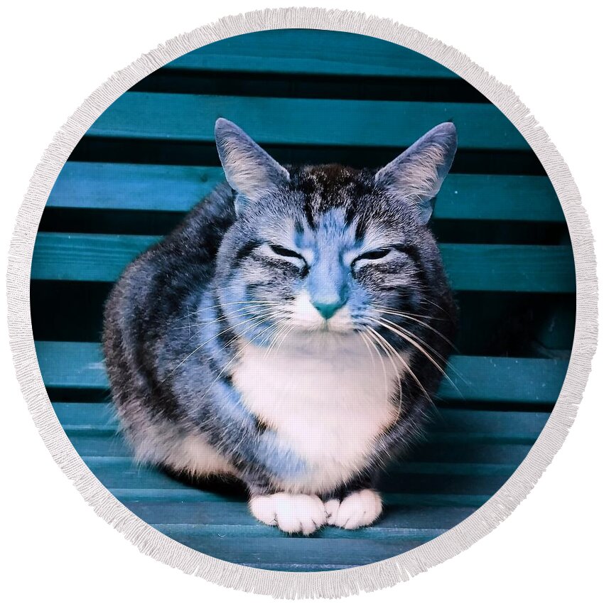 Cat Round Beach Towel featuring the photograph Mindful Cat in Aqua by Rowena Tutty