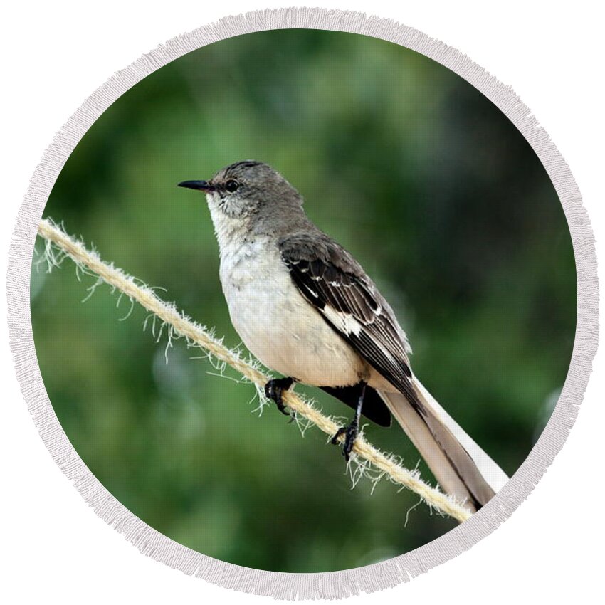 Nature Round Beach Towel featuring the photograph Mockingbird on Rope by Sheila Brown