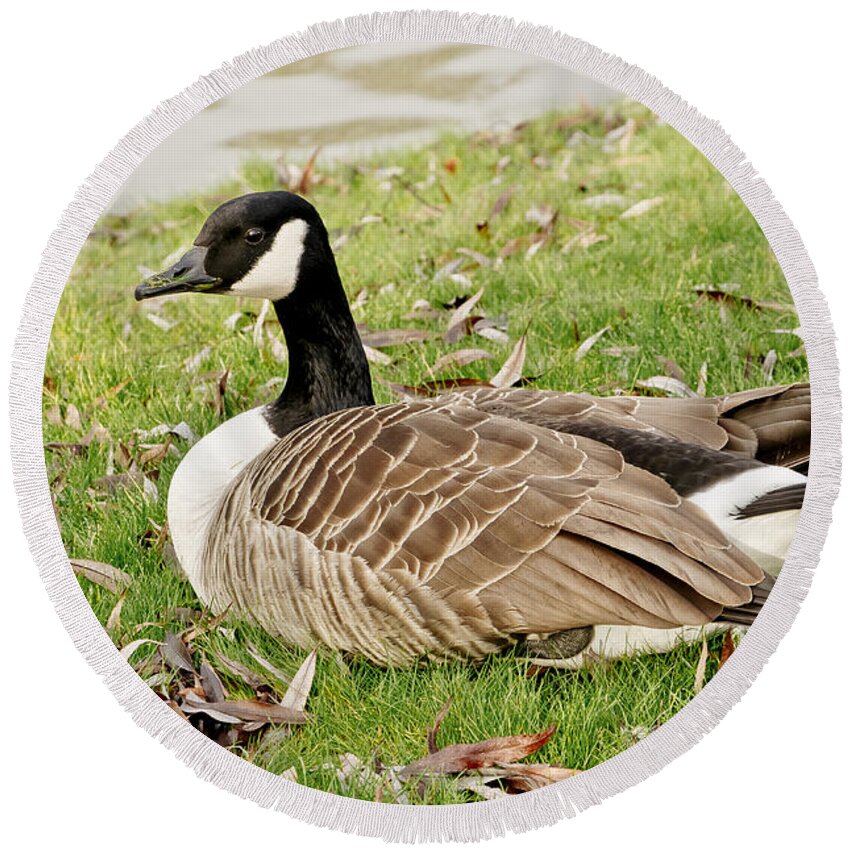 Goose Round Beach Towel featuring the photograph Modest Beauty by Elena Perelman