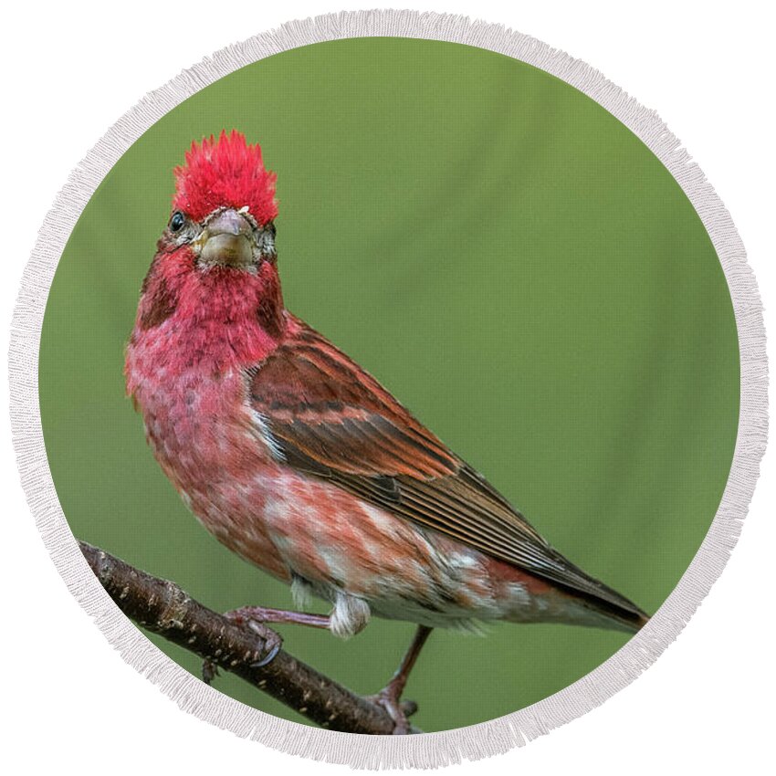 Purple Round Beach Towel featuring the photograph Mohawk Finch by Paul Freidlund
