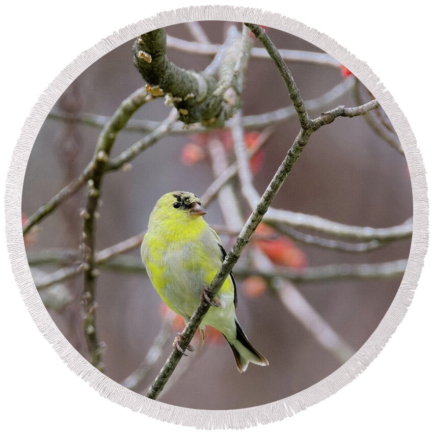 Square Format Round Beach Towel featuring the photograph Molting Gold Finch Square by Bill Wakeley