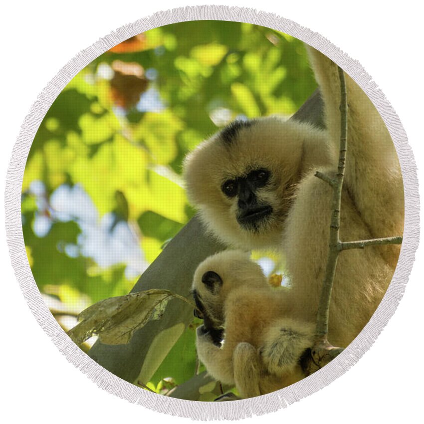 Zoo Round Beach Towel featuring the photograph Mommy Gibbon by John Benedict