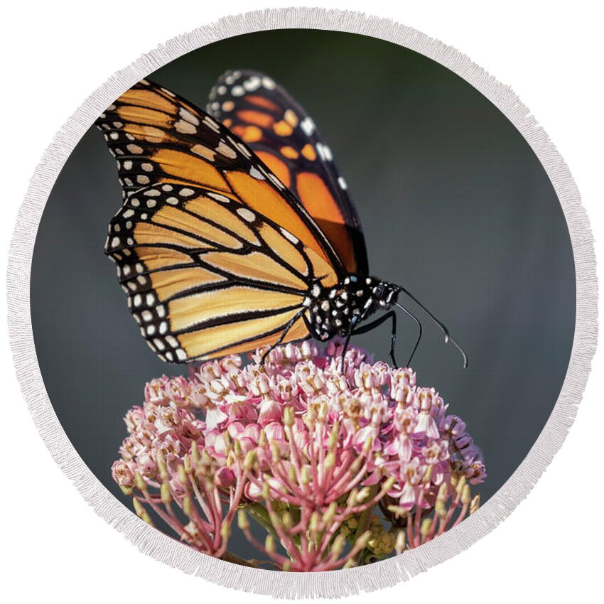 Monarch Butterfly Round Beach Towel featuring the photograph Monarch 2018-6 by Thomas Young