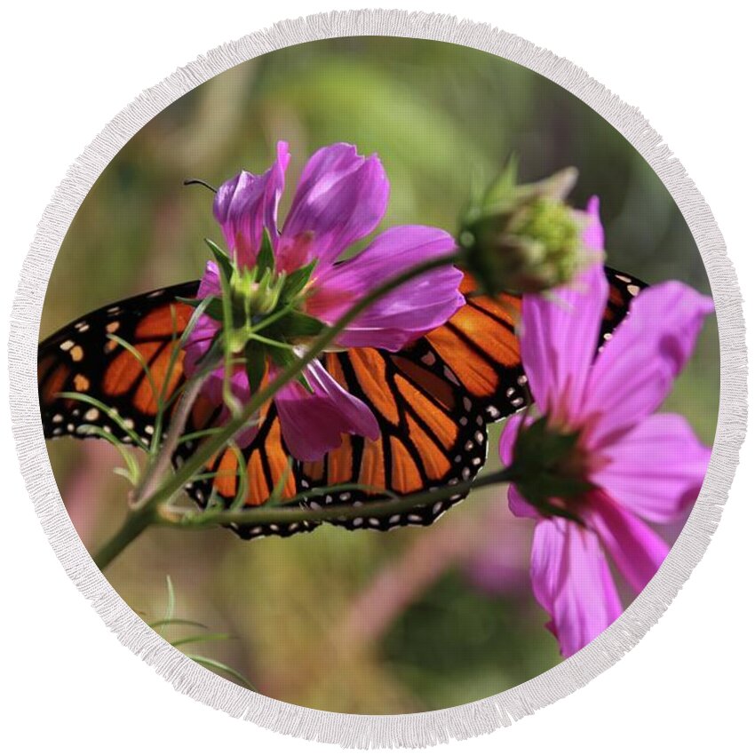 Monarch Butterfly Round Beach Towel featuring the photograph Monarch butterfly on the Pink Cosmos by Yumi Johnson