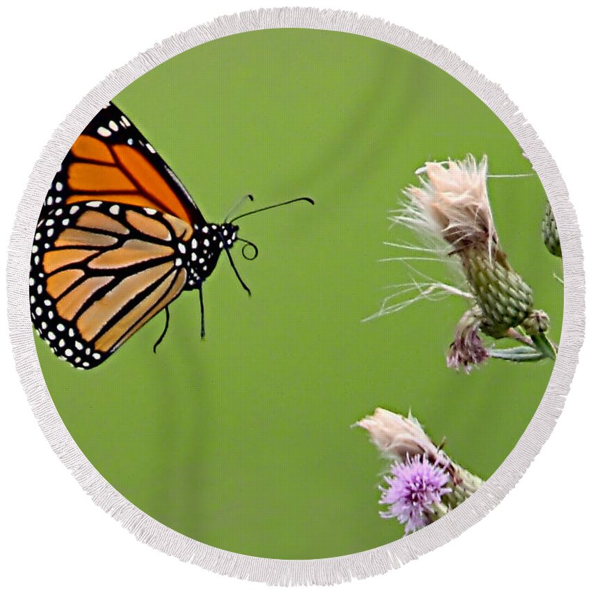Butterfly Round Beach Towel featuring the photograph Monarch Butterfly by William Jobes