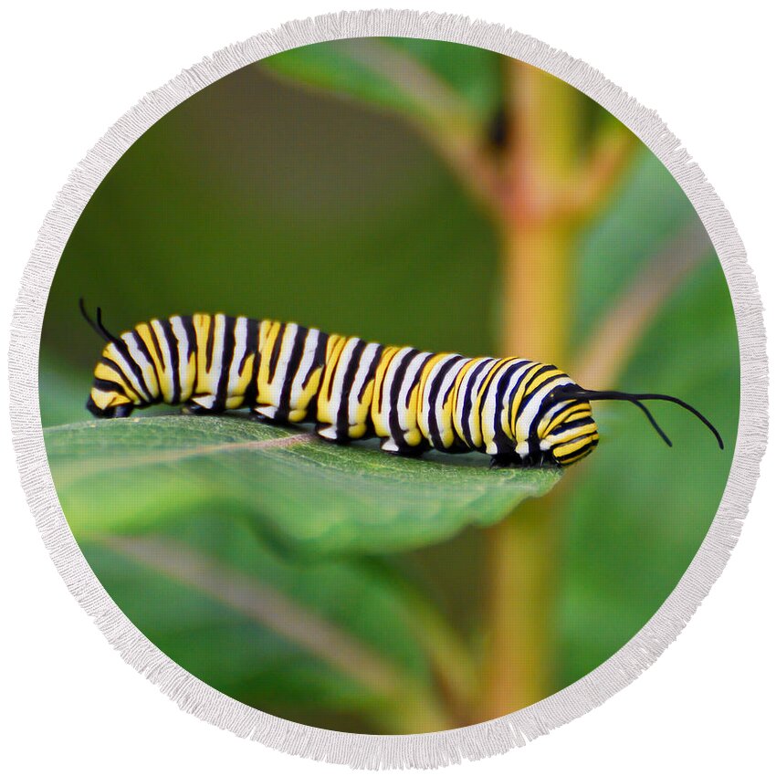 Monarch Round Beach Towel featuring the photograph Monarch Caterpillar on Milkweed by Kerri Farley