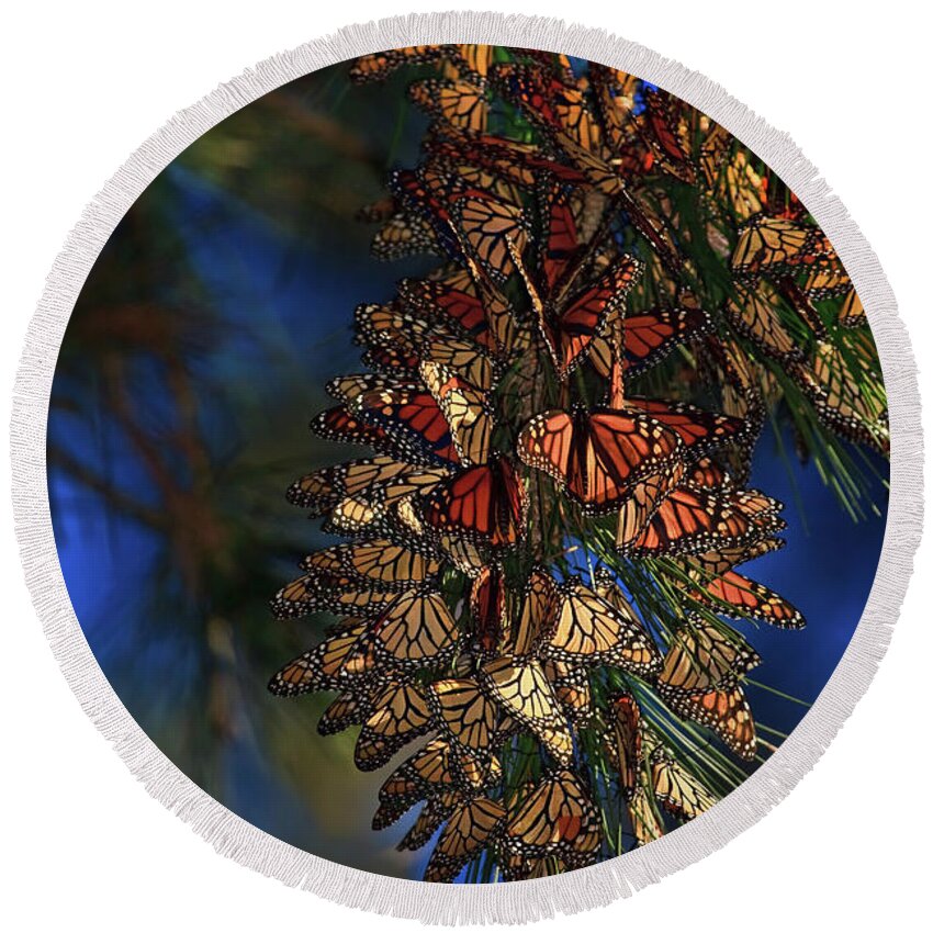 Monarch Cluster Round Beach Towel featuring the photograph Monarch Cluster by Beth Sargent