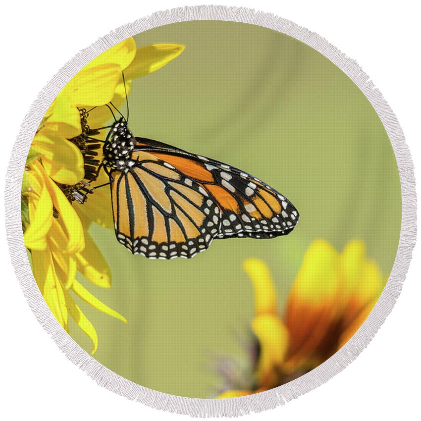 Cheryl Baxter Photography Round Beach Towel featuring the photograph Monarch in Sunflowers by Cheryl Baxter