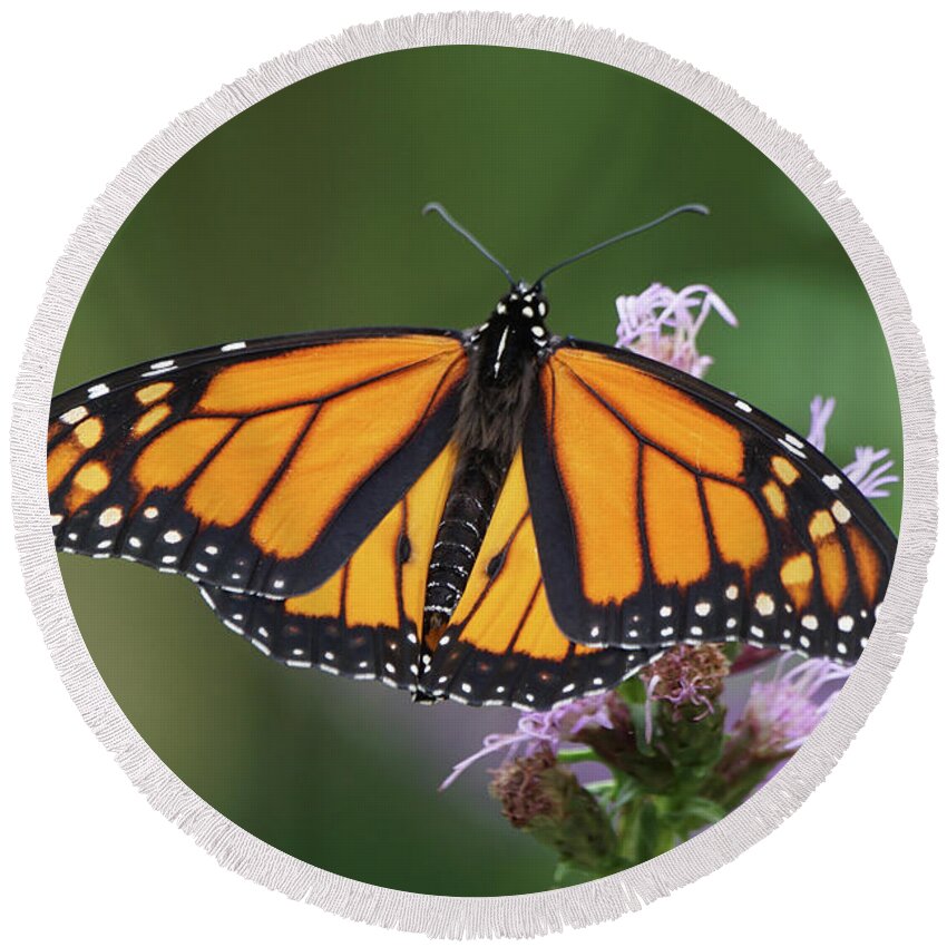 Monarch Butterfly Round Beach Towel featuring the photograph Monarch on Spiked Blazing Star by Robert E Alter Reflections of Infinity