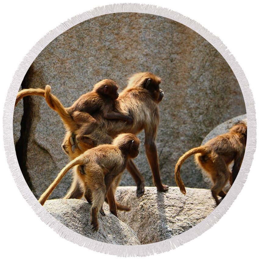 Animal Round Beach Towel featuring the photograph Monkey Family by Dennis Maier