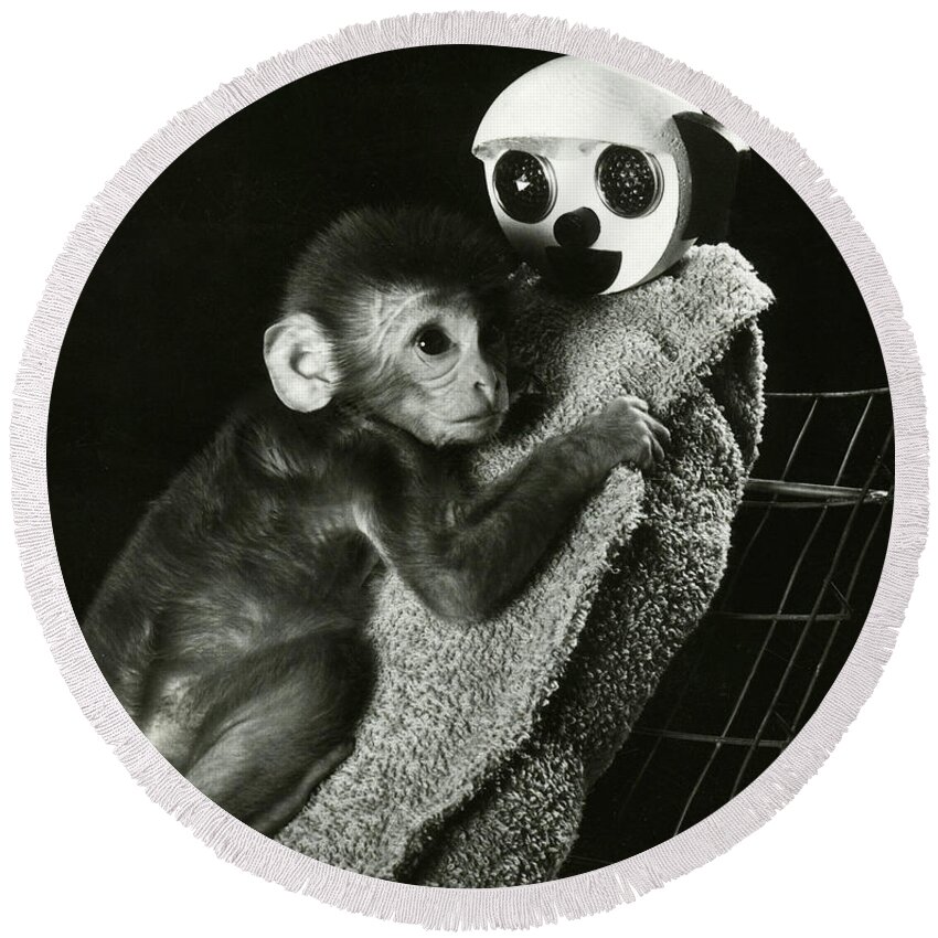 Animal Research Round Beach Towel featuring the photograph Monkey Research by Photo Researchers, Inc.
