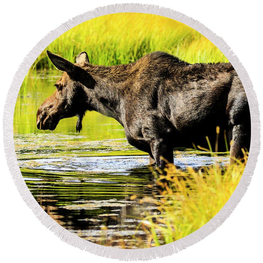 Moose Round Beach Towel featuring the photograph Moose at Jackson Hole by Ben Graham