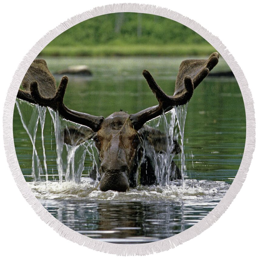 Moose Round Beach Towel featuring the photograph Moose, Baxter Sate Park, Maine by Kevin Shields
