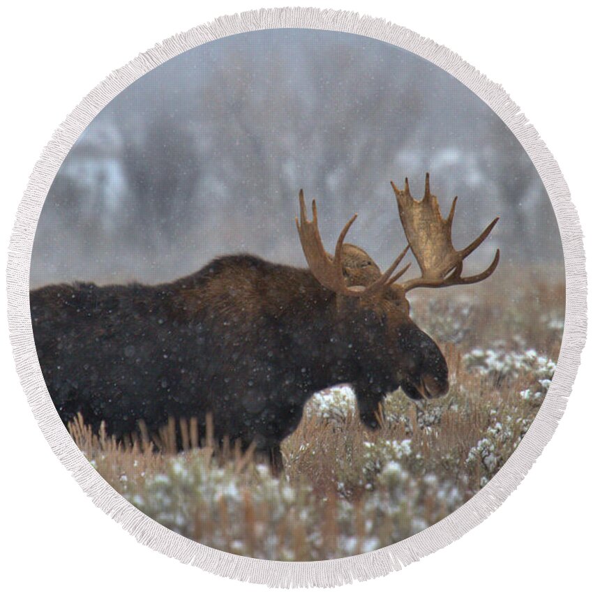 Moose Round Beach Towel featuring the photograph Moose In The Fog by Adam Jewell