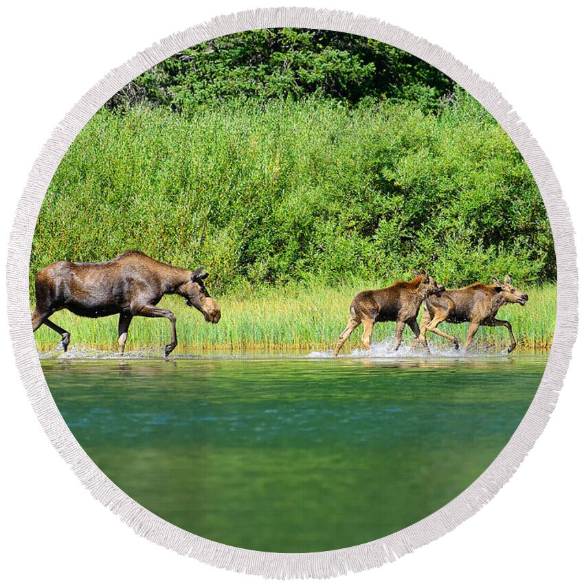 Moose Round Beach Towel featuring the photograph Moose Play by Greg Norrell
