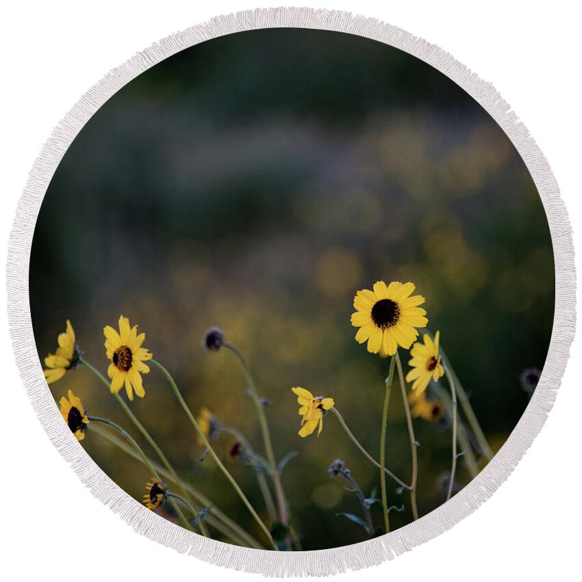 Morning Light Round Beach Towel featuring the photograph Morning Light by Kelly Wade