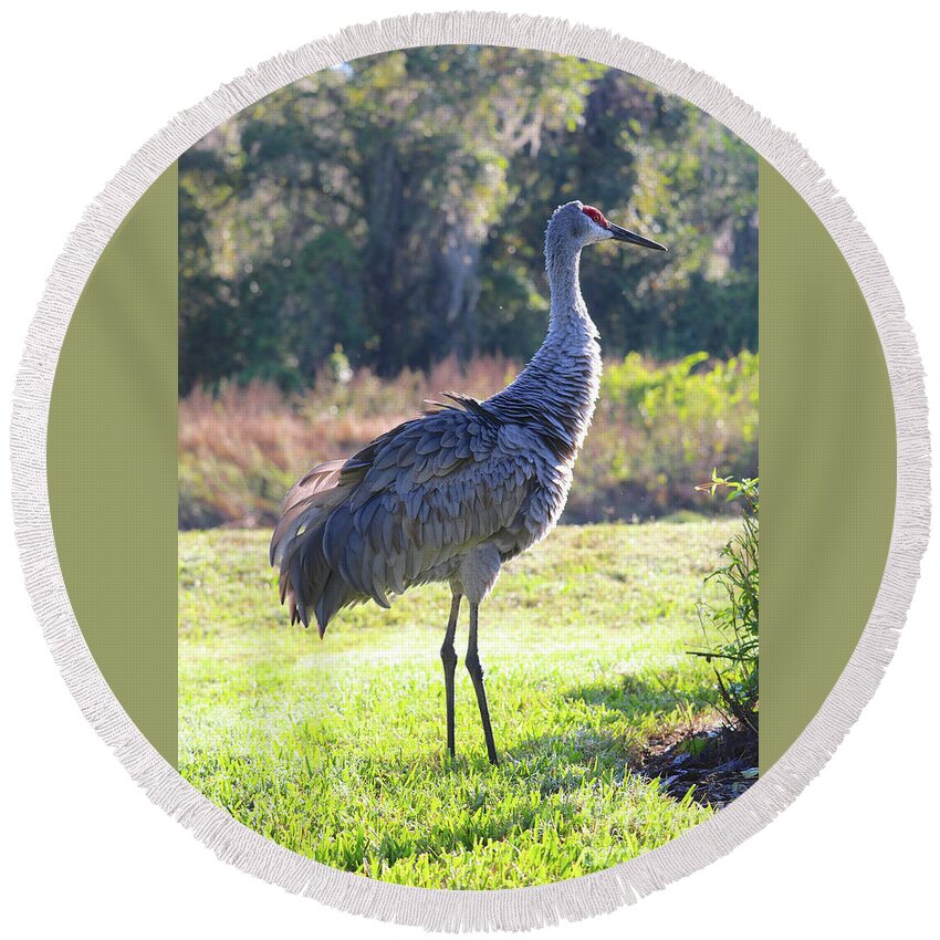 Sandhill Crane Round Beach Towel featuring the photograph Morning Sunshine Sandhill Crane by Carol Groenen