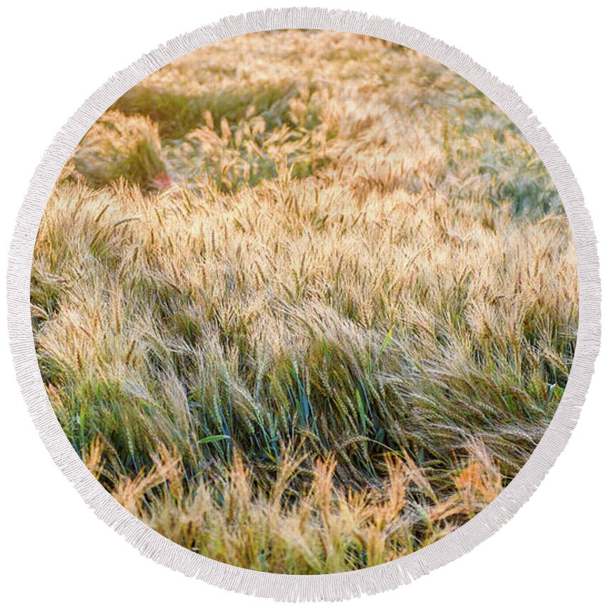 Landscape Round Beach Towel featuring the photograph Morning Wheat by Joe Shrader