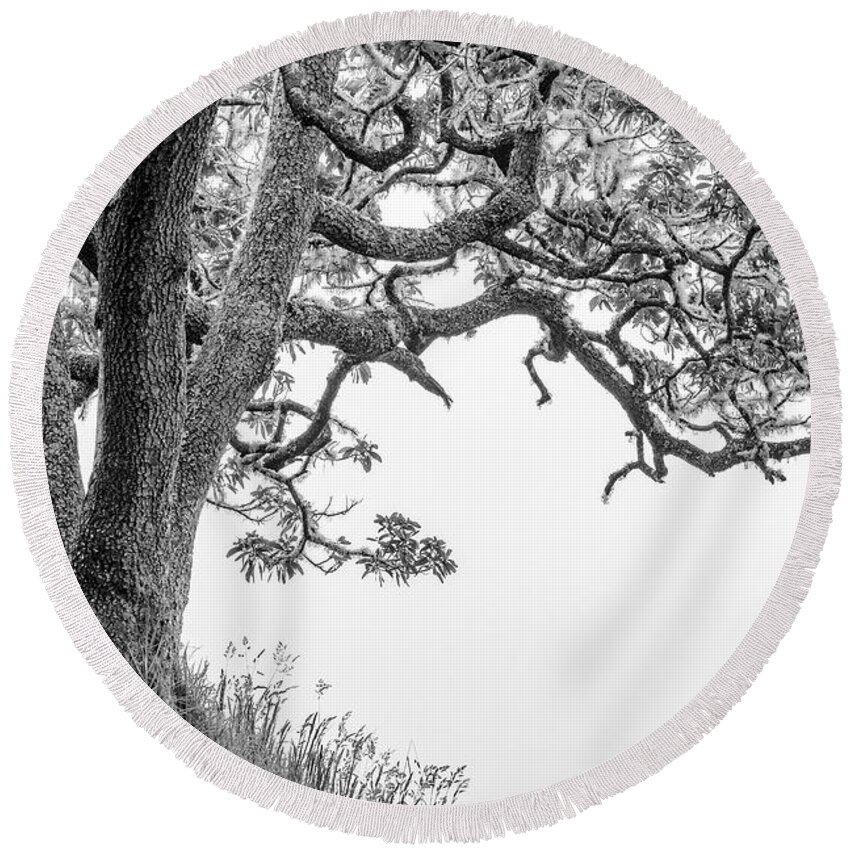 Mossy Tree Round Beach Towel featuring the photograph Mossy Tree by Christopher Johnson