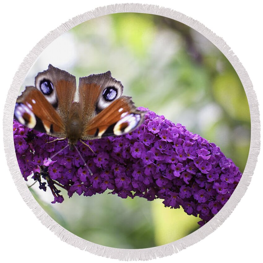 Month On Purple Flower Round Beach Towel featuring the photograph Moth on Purple Flower by Phyllis Taylor