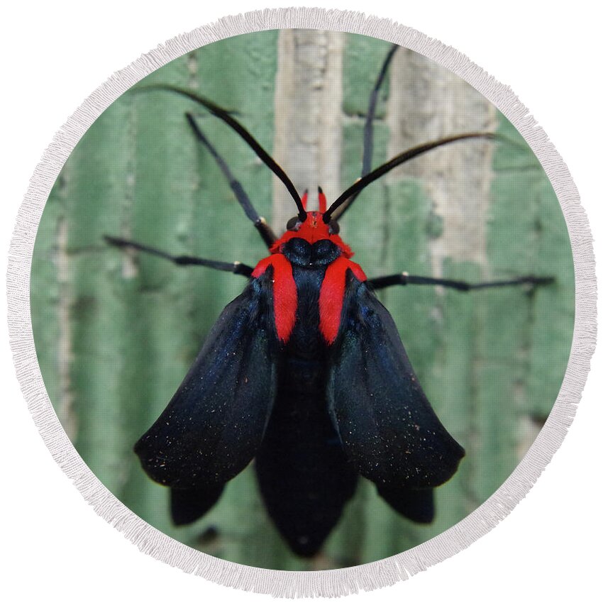 Adria Trail Round Beach Towel featuring the photograph Moth Wearing Red Stole by Adria Trail