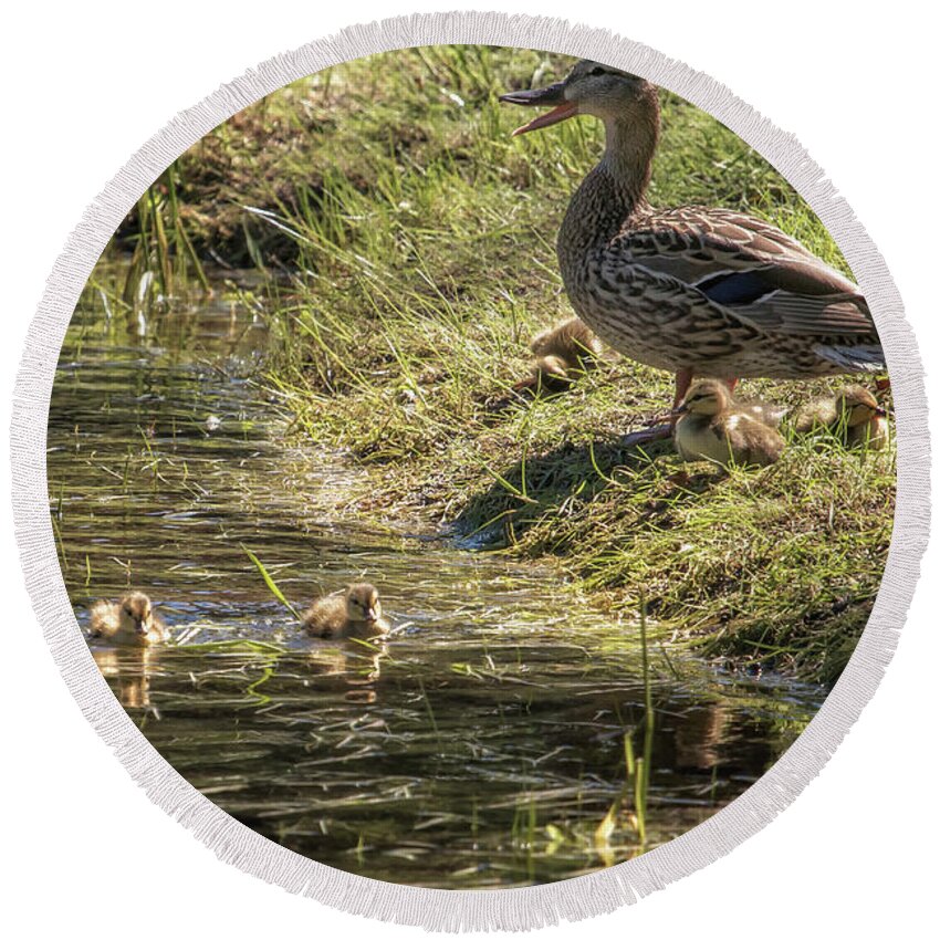 Ducklings Round Beach Towel featuring the photograph Mother Mallard and her Brood, No. 2 by Belinda Greb