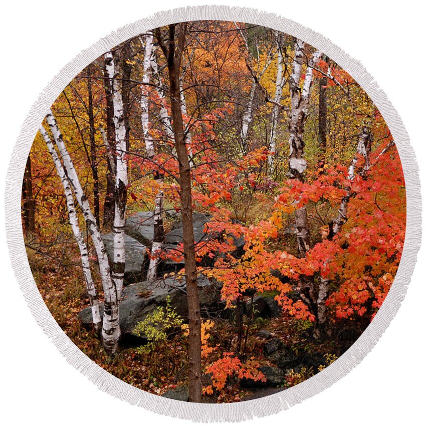 Birch Trees Round Beach Towel featuring the photograph Mother Nature's Palette by Linda McRae