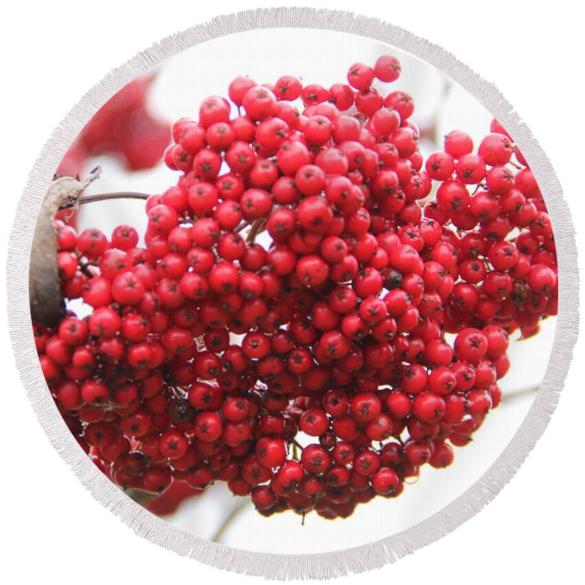 Mountain Ash Round Beach Towel featuring the photograph Mountain Ash Berries by Allen Nice-Webb