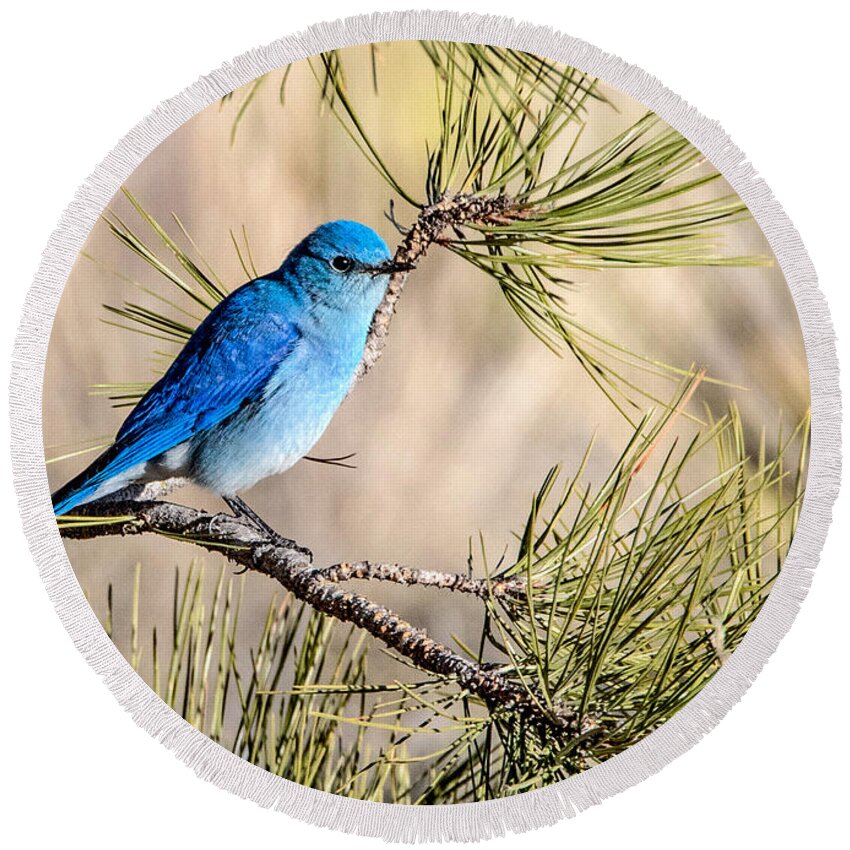 Colorado Round Beach Towel featuring the photograph Mountain Bluebird in a Pine by Dawn Key