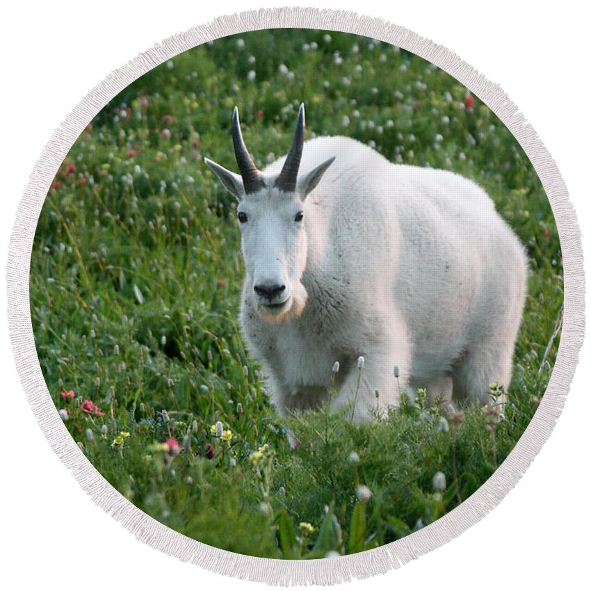 Mountain Goat Round Beach Towel featuring the photograph Mountain Goat and Wildflowers by Brett Pelletier