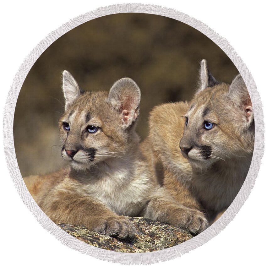 Mountain Lion Round Beach Towel featuring the photograph Mountain Lion Cubs on Rock Outcrop by Dave Welling