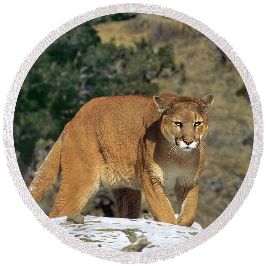 Dave Welling Round Beach Towel featuring the photograph Mountain Lion Felis Concolor Walking On Snow Covered Hillside by Dave Welling
