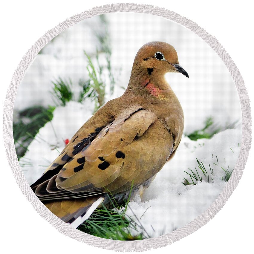 Dove Round Beach Towel featuring the photograph Mourning Dove Square by Christina Rollo