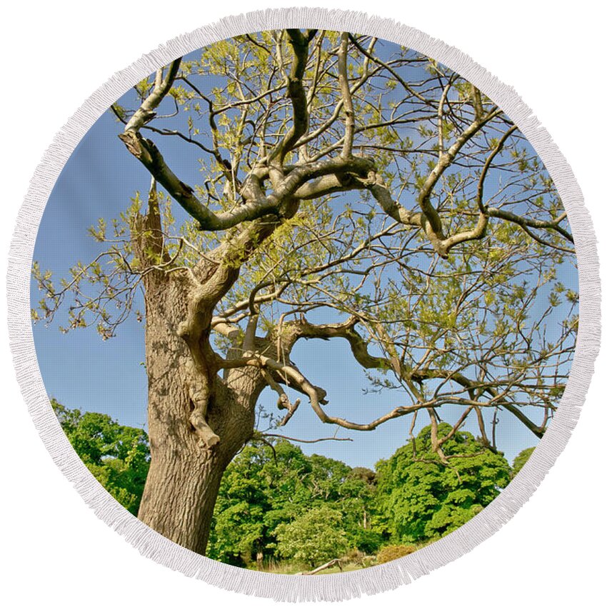 Tree Round Beach Towel featuring the photograph Moving Up. by Elena Perelman