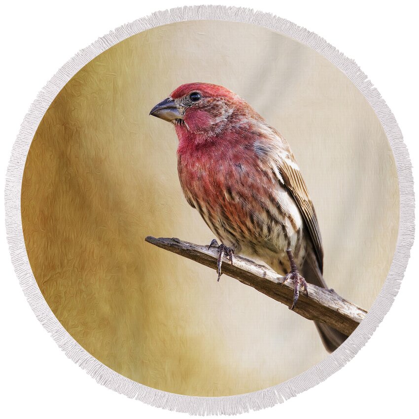 Carpodacus Round Beach Towel featuring the photograph Mr Finch Standing Tall by Bill and Linda Tiepelman