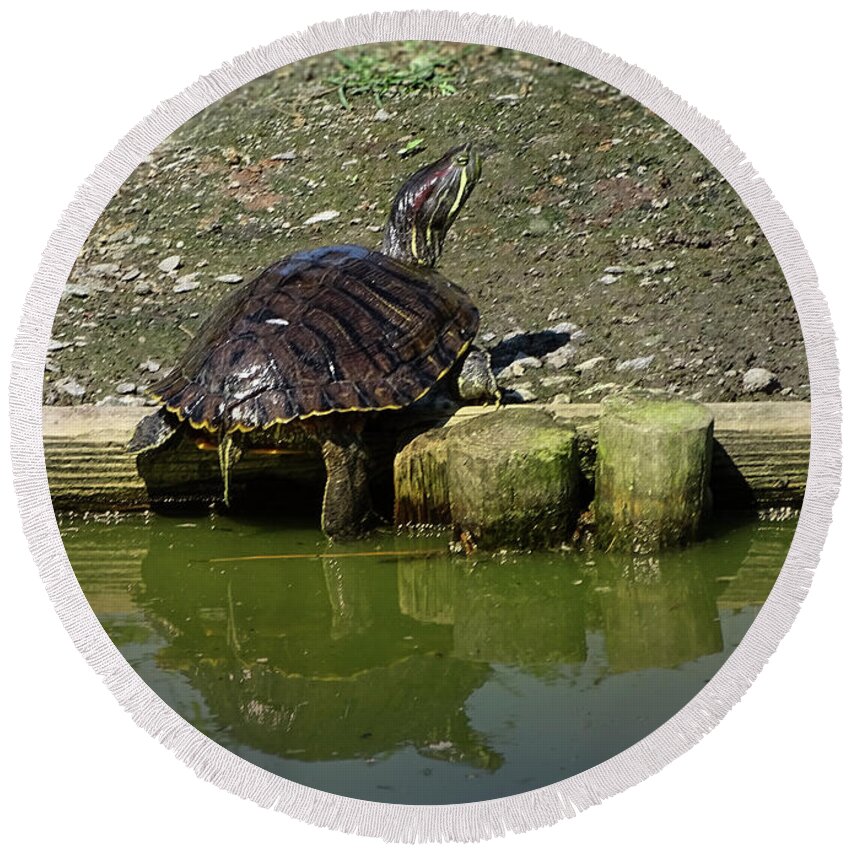 Photoshop Round Beach Towel featuring the photograph Mr. Turtle by Melissa Messick