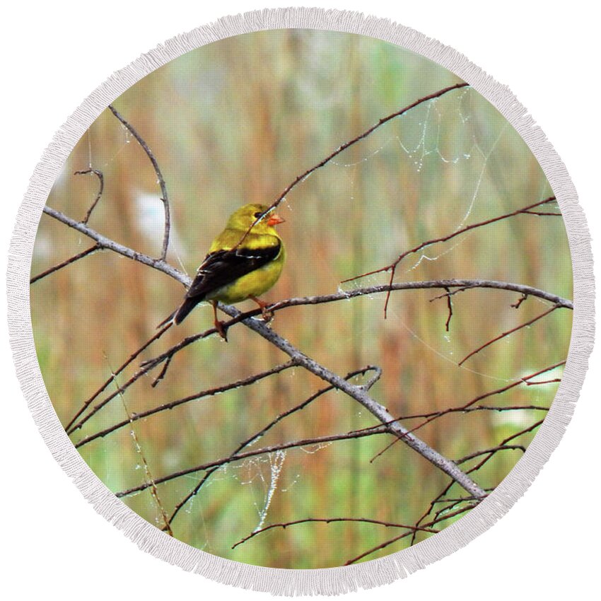 Summer Round Beach Towel featuring the photograph Mrs Goldfinch Takes a Break by Wild Thing