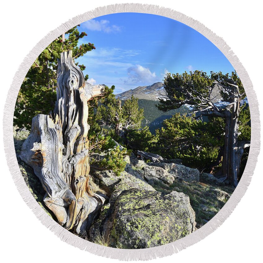 Mount Goliath Natural Area Round Beach Towel featuring the photograph Mt. Evans Bristlecones by Ray Mathis